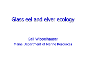 Glass eel and elver ecology