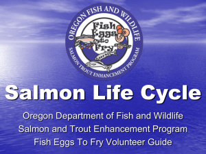 Salmon Life Cycle - Oregon Department of Fish and Wildlife
