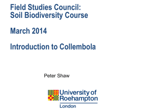 Springtails - introduction - Tomorrow`s Biodiversity Project