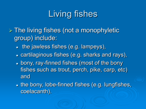 Topic 6 Bony fishes primitive groups