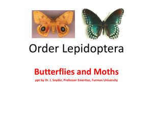 Order Lepidoptera - eweb.furman.edu