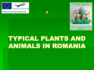 TYPICAL PLANTS AND ANIMALS IN ROMANIA