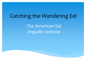 The American Eel Anguilla rostrata