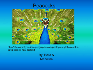 Peacocks - Webersarmy.com