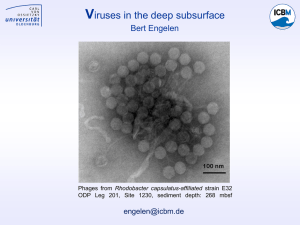 Engelen - subsurface viruses