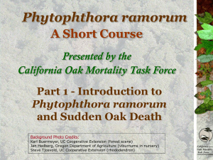Introduction to Phytophthora ramorum and Sudden Oak Death