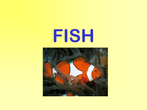 Chordates/ Fish