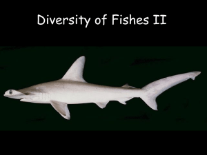 Diversity of Fishes II