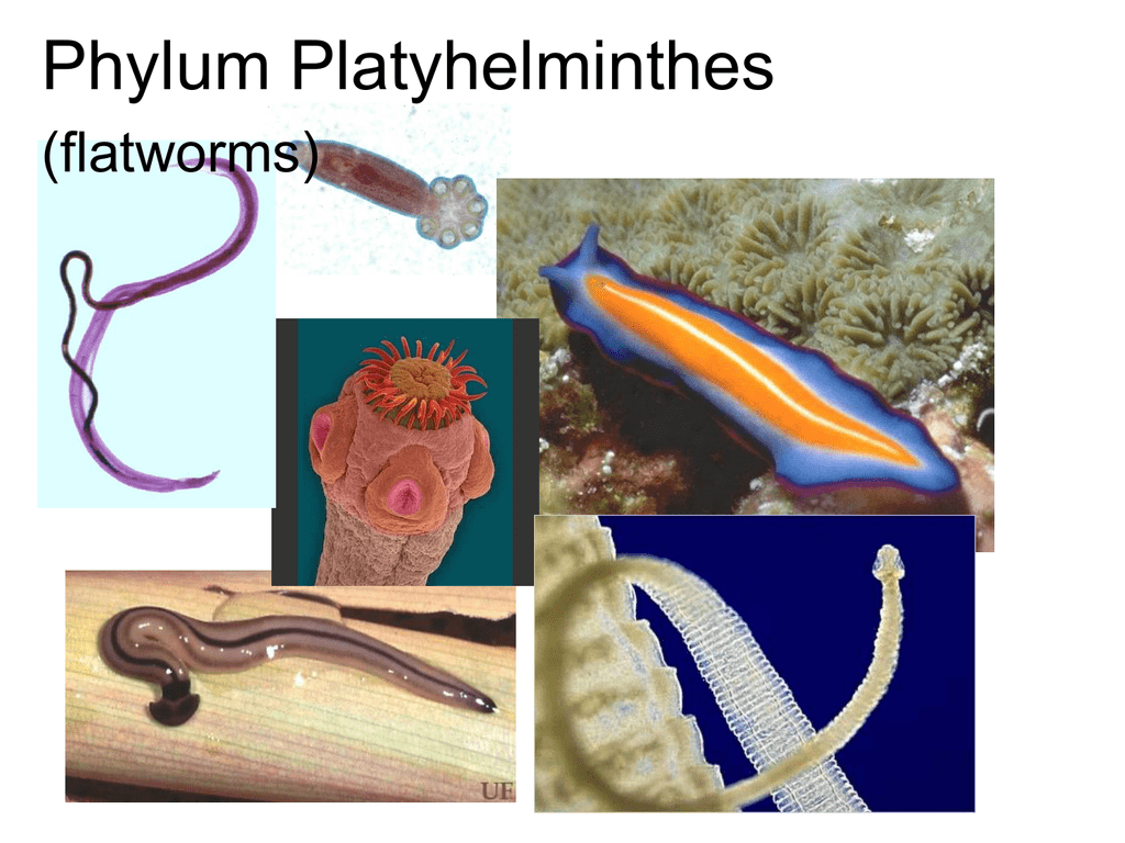 Platyhelminthes 3 exemple