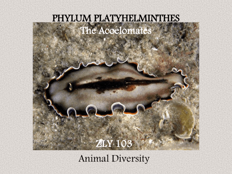 oncosphere platyhelminthes