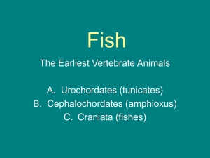 Powerpoint on Vertebrates: Fish - Narg