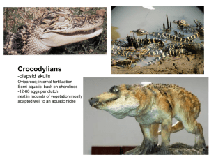 Crocodylians