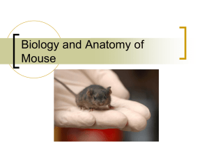Biology and Anatomy of Mouse