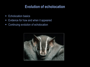 The evolution of echolocation