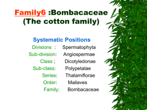 Bombacaceae(Lec-9)F
