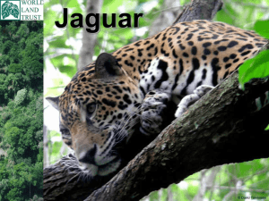 Jaguar - World Land Trust