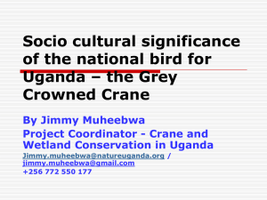 the Grey Crowned Crane - Cross Cultural Foundation
