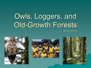 Owls, Loggers, and Old-Growth Forests
