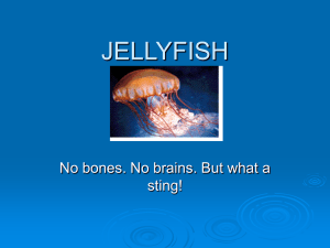 Jellyfish- Powerpoint