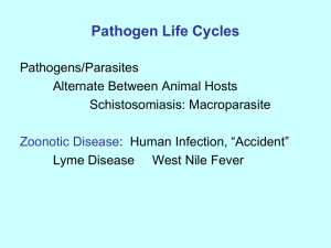 Enzootic Cycles