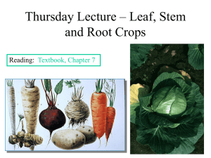 Tuesday Lecture – Leaf and Stem Crops