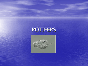 Rotifers- Powerpoint