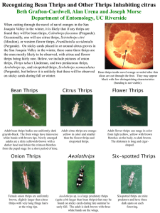 Recognizing Bean Thrips and Other Thrips Inhabiting Citrus