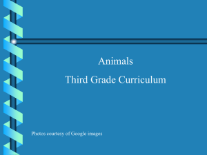 Third Grade Animals (ppt 215KB)