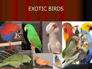 EXOTIC BIRDS