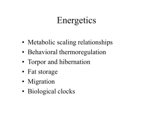 PowerPoint Presentation - Energetics and hibernation