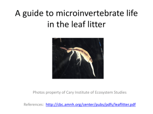 Soil litter invertebrate guide - Cary Institute of Ecosystem Studies