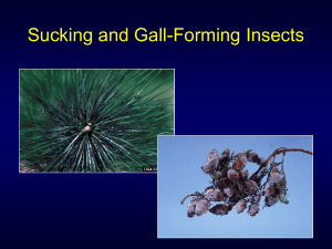 Sucking and Gall Forming Insects