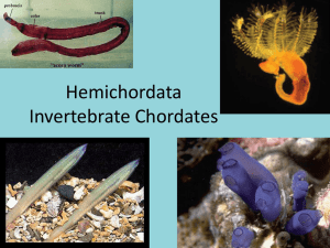 Hemichordata Invertebrate Chordates