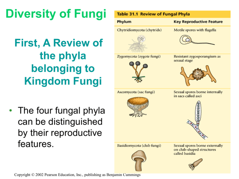 Sac Fungi