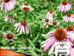 Butterfly gardening - University of Minnesota Extension