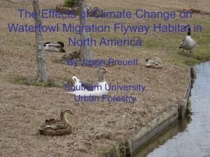 The Effects of Climate Change on Waterfowl Migration Flyway