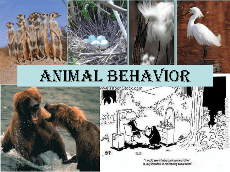 research topics on animal behavior