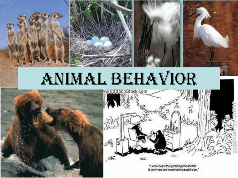 Animal Behavior