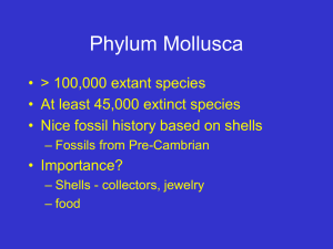 Mollusca1