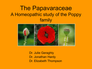 Papavaraceae_Jonathan_Hardy