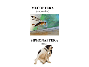 Mecopteroids