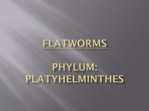 flatworms powerpoint