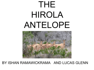 The Hirola Antelope - World is your oyster