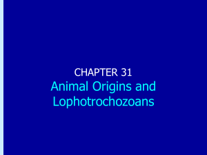 Chapter 31: Animal Origins and Lophotrochozoans