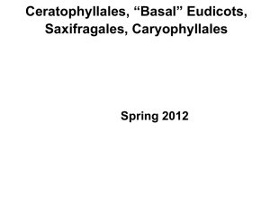 Ceratophyllales, “Basal” Eudicots, Saxifragales, Caryophyllales