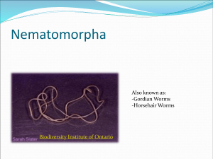 Topic 10 Nematomorpha