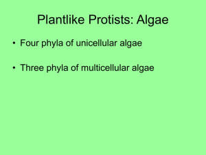 Plantlike Protists: Algae