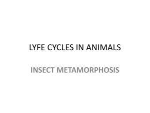 LYFE CYCLES IN ANIMALS