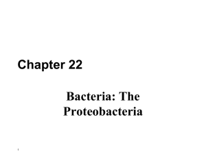 Bacteria – The proteobacteria