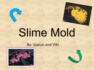 Slime Mold - WordPress.com